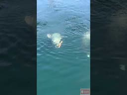 Another reason why you NEVER get in the water! #scary #ocean #alaskafishing