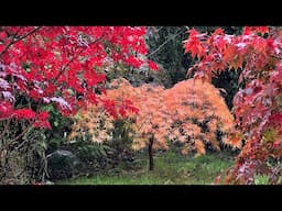 Front Garden Autumn Tour - Japanese Acers - Sorbus Joseph Rock | Rhus Typhina | Birch | And more