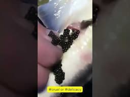 #shorts #satisfying #factoryfarming #caviar #sturgeon