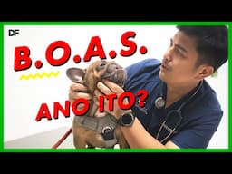 Brachycephalic Airway Obstructive Syndrome or BOAS