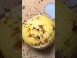 Ants Eat Yellow Gourd (TIMELAPSE)