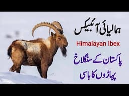 Himalayan Ibex | Most Beautiful and Elegant Wild Goat Found on the Mountains of Pakistan