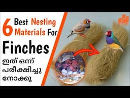 6 Best Nesting Material for Finches Breeding | Finches Birds Malayalam | Finch |  MY PET PLANT