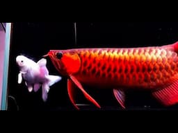 Arowana Fish & Cute Tank Mates - ASMR Series (Arowana Fish Video)