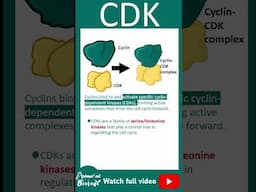 Cyclin and CDK explained in 1 minute | 1 minute cell bio