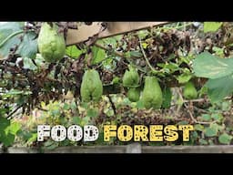 Chayote garden harvest with my daughter