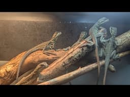 Setting Up Philippine Sailfin Dragon Hatchlings