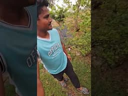 A tour of my small farm🌾🫎  #shorts #short #shortvideo #trending #trendingshorts #odisha #odia #farm