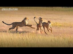 Why Do Cheetahs Make a Chirping Sound?