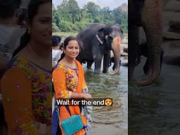 Hampi Elephant in virupaksha temple #hampi #elephantvideo #hampidiaries #elephant