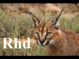 Caracal, Lions, Koodo of  South Africa  Karoo National Park.  Nature 2018 full HD.