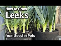 How to Grow LEEKS from Seed in Containers | Easy Planting Guide