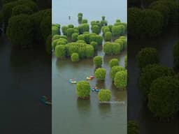 Boating through Kavvayi Backwaters in Kannur