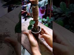 Set A Indoor Plant in A Pole - Philodendron