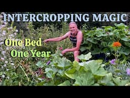 Blueberry & Mushroom Super Polyculture Intercropping