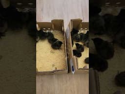 Shipping Ayam Cemani Chicks