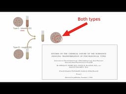 Fred Griffith’s discovery and the Avery, McLeod, and McCarty experiment | DNA's role in heredity pt1