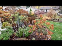 Early November Garden Tour MN Zone 5a