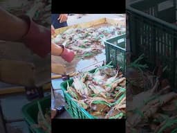 Crab All Day！ Three-point crab harvest，Fresh crabs in the port /萬里蟹大豐收，海港螃蟹最新鮮  #seafood  #crab