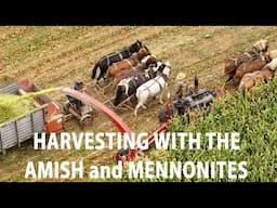 HORSES and STEEL Wheels...Harvesting Corn SILAGE with the AMISH and MENNONITES in Lancaster County,