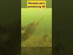 Inilah Yang Selalu Di Harapkan Para Pemancing #shortvideo #fishing