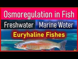 Osmoregulation in Fishes: Balance of Salt and Water in Freshwater and Marine Fishes