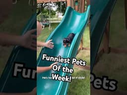 Playground Pup | Funniest Pets of the Week