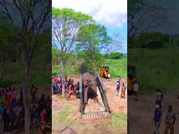 Drone footage capturing the relocation of a massive elephant