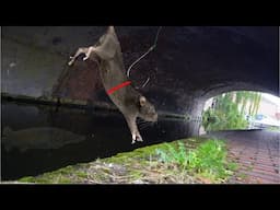 Using Real RATS as BAIT In a City Canal!