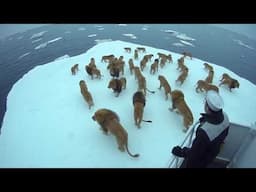 How Did These Lions Get to the Arctic?