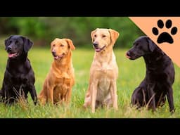 Top 10 Favorite Dog Breeds: USA