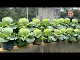 Grow Cabbage & Celery Without A Garden - This Method Is Surprisingly Simple!