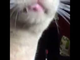 Cat shows how hungry he really is!