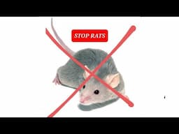 RODENT REPELLENT - The mice run away dancing from the annoyance