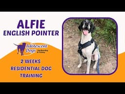 Alfie the English Pointer | 2 Weeks Residential Dog Training