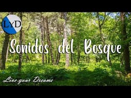 Sonidos de la Naturaleza: Relajación y Meditación en el Bosque 🌲 Video Relajante 🍃