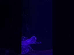 Jellyfish | Fish| Aquarium| Amazing Jellyfish