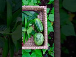 Fall Gardening Has Finally Arrived In My Backyard Garden