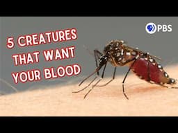 The Bizarre Biology of 5 Bloodsucking Creatures | Deep Look