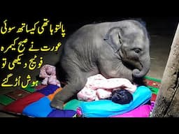 بےبی ہاتھی کیساتھ سوئی عورت کی آنکھ کھلی تو یقین نہ آیا  Story Of Sangduen Lek And Her Elephants