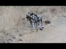 New African Wild Dog Puppies Spotted!