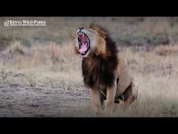 Do Lions Roar to Scare Their Prey?