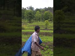 A day in the life of a Farmer in rain forest 👨‍🌾