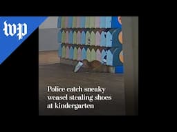 Police catch sneaky weasel stealing shoes at kindergarten