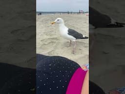 Seagull Bit Her!!! Day at the beach!!