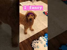 🤣 Funny Talking Dog Moment #aic #talkingdog #funnyanimals #funnydogs #canineaic #dogmom #cutedog