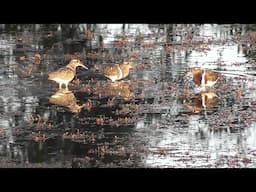 Australian Birds Crakes and Rails Plus Painted Snipe By Alana and Greg Dare