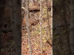 Wide 8 Pointer Cruising Through The Timber! #shorts