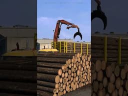 Wood Loading Animation - Arkansas DLC, early access #americantrucksimulator #ets2 #scssoftware #fyp