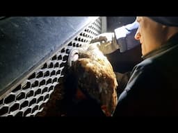 Owl Stuck In Car Grille - Rescue and release